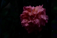 雨上がりの薔薇