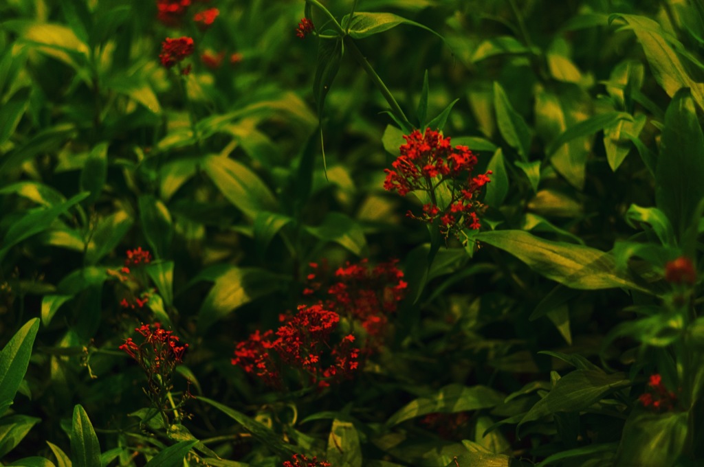 Wild flowers 
