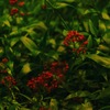 Wild flowers 