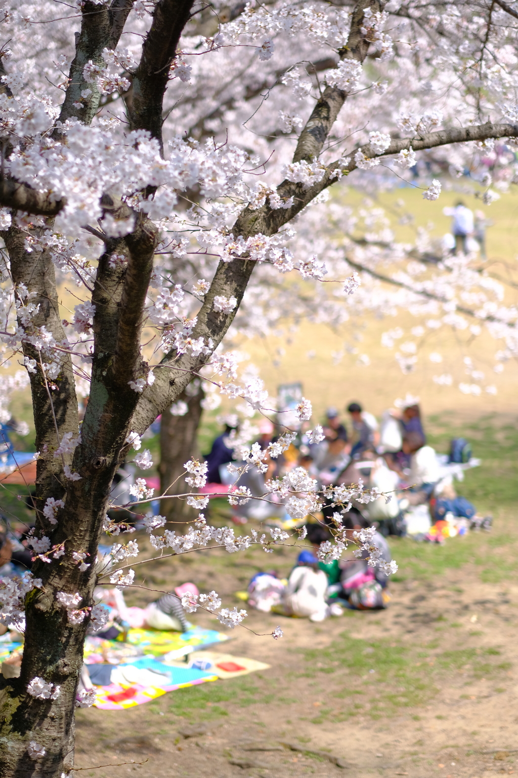 満開の日