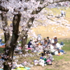 満開の日