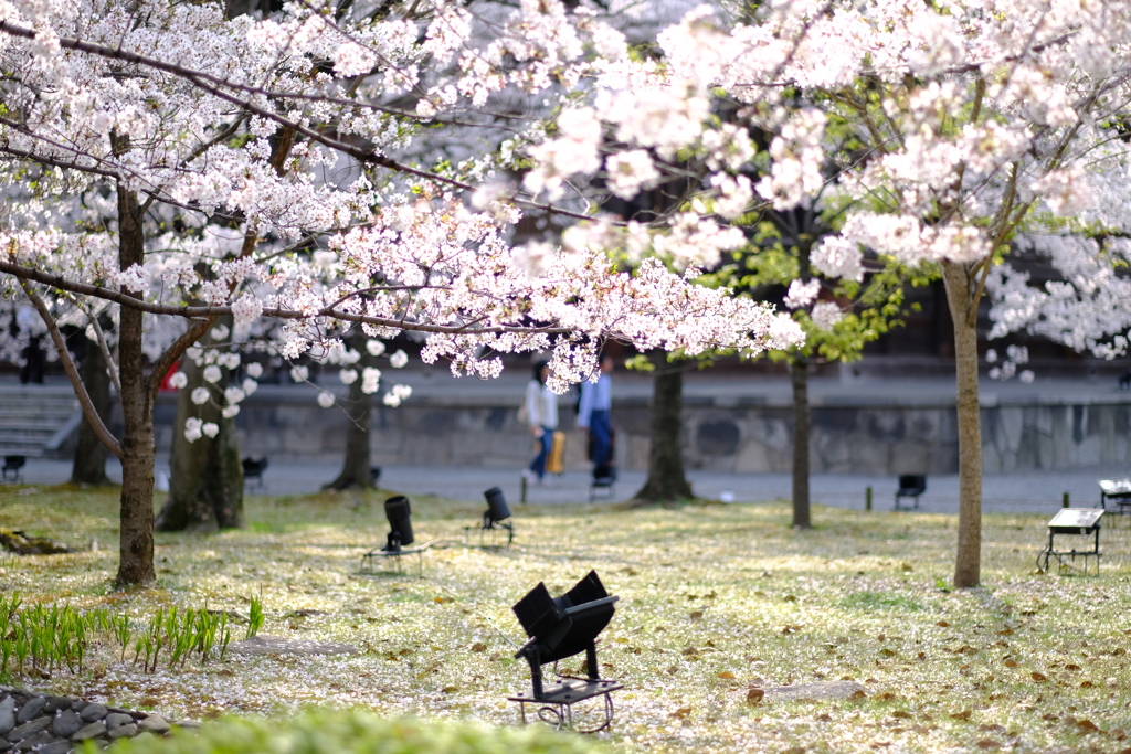 光を閉じ込める花