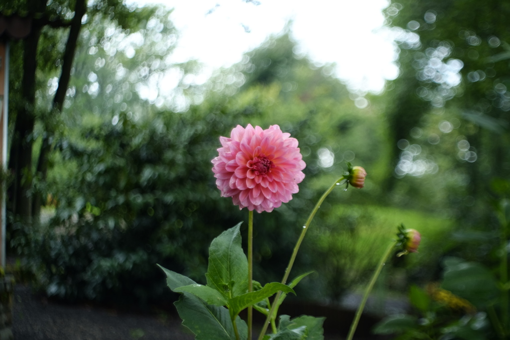 雨の日に