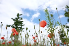 路肩の花