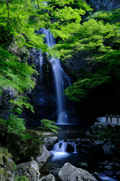 新緑の箕面大滝