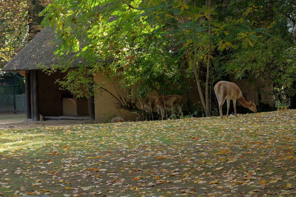 フランクフルト動物園