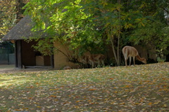 フランクフルト動物園