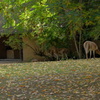 フランクフルト動物園