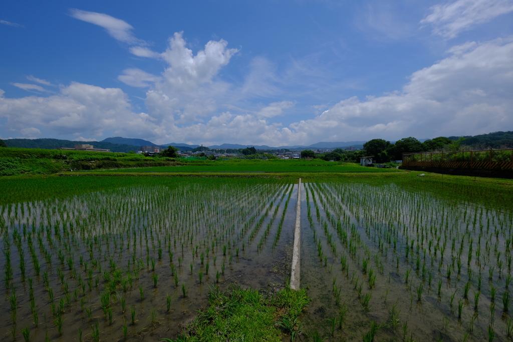 田んぼの景色