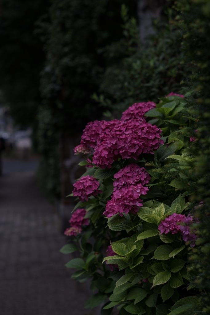 紫陽花の季節