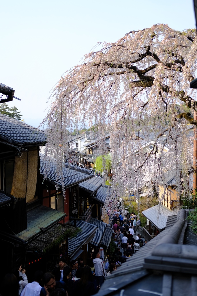 産寧坂 枝垂れ桜