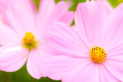花・花