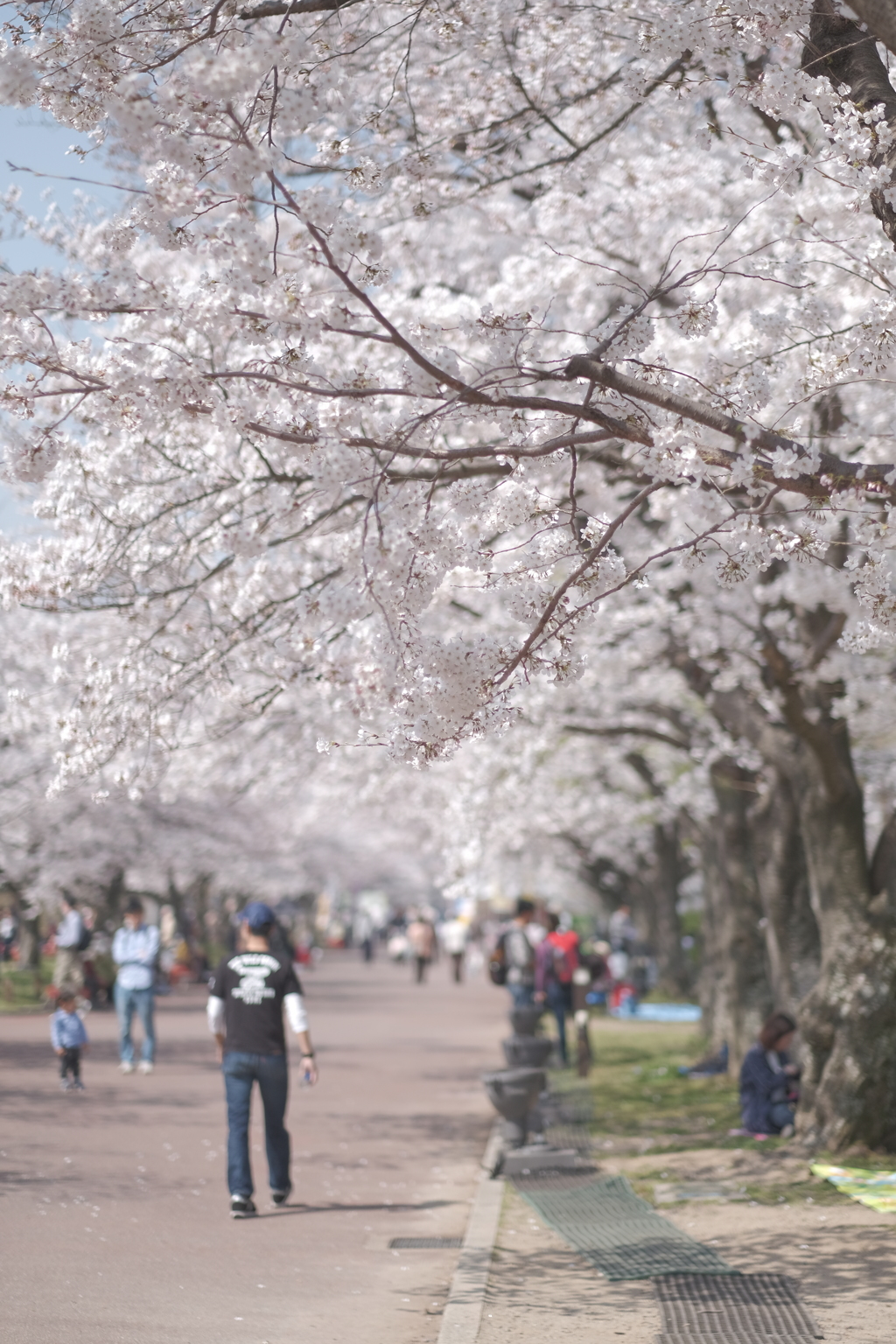 万博公園 桜の通り抜け