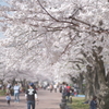 万博公園 桜の通り抜け