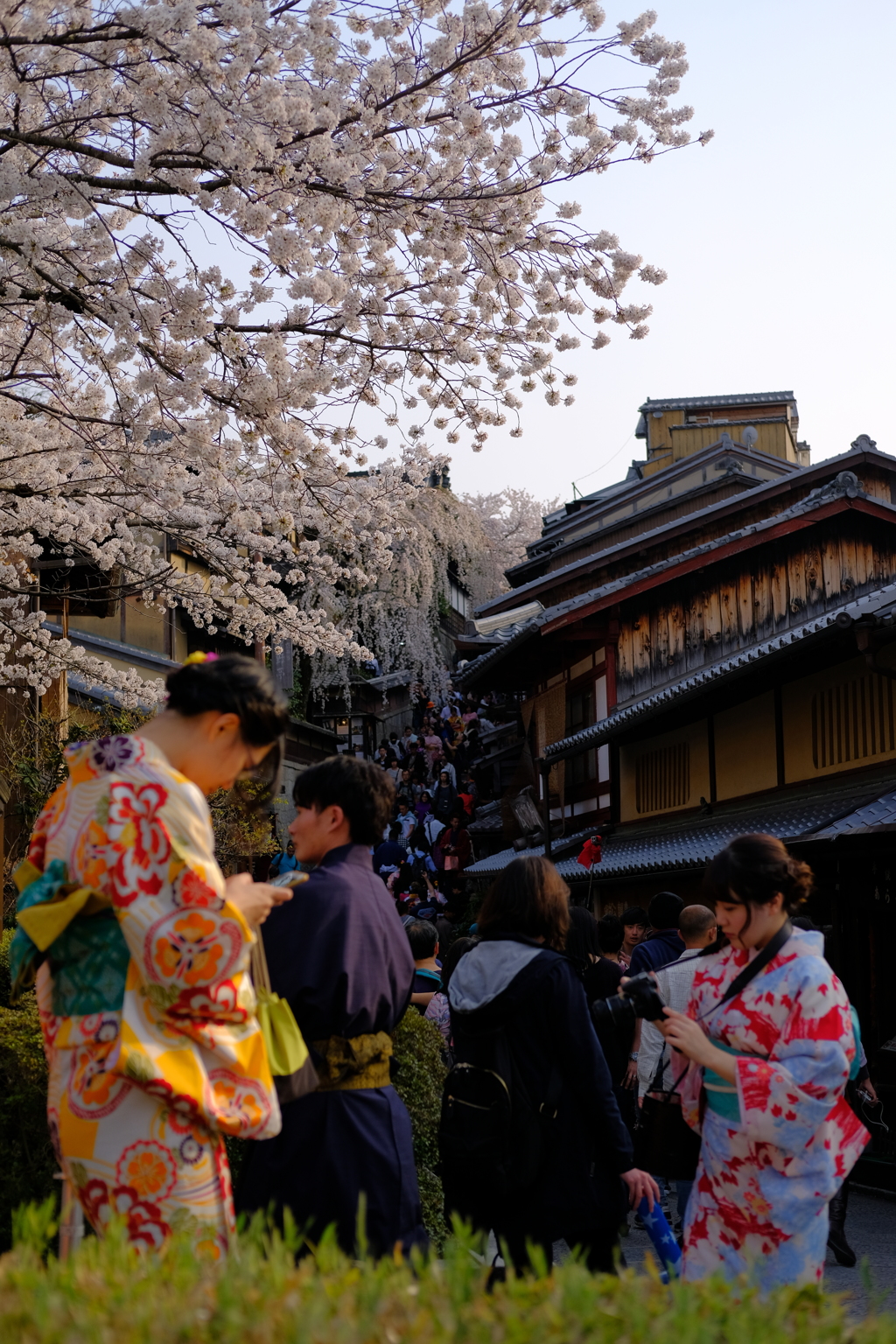 日本の春