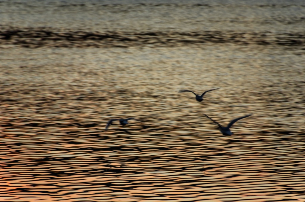 水辺の鳥