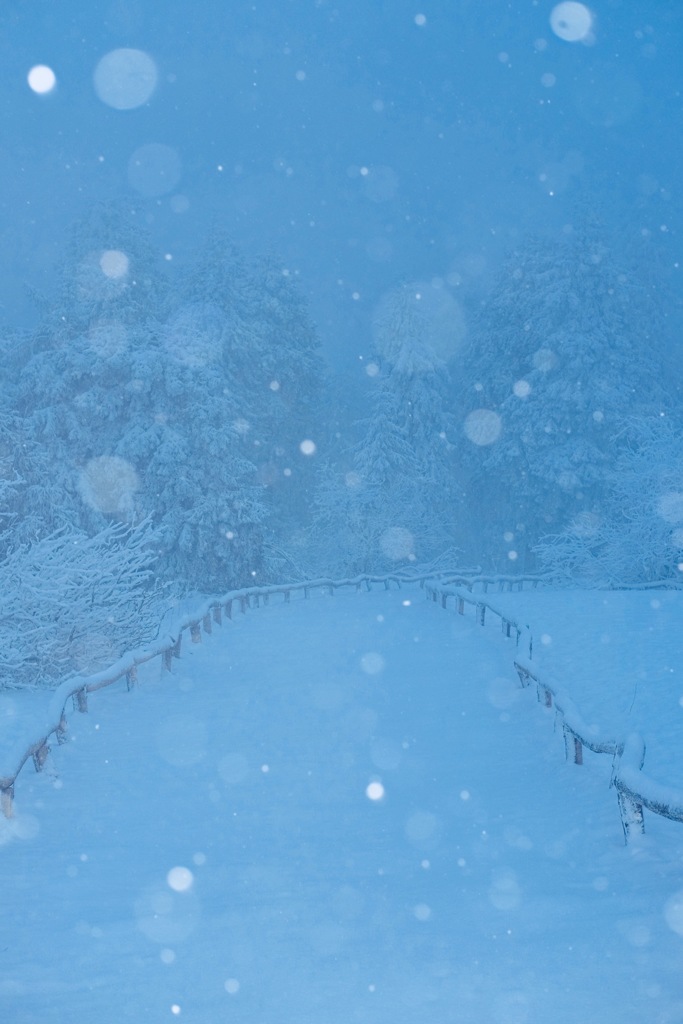 雪の散歩道