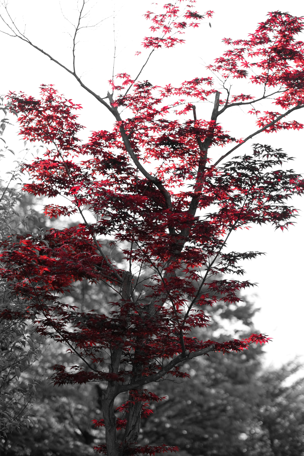 紅