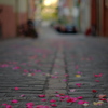 花びら舞い散る道
