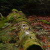 苔生した倒木