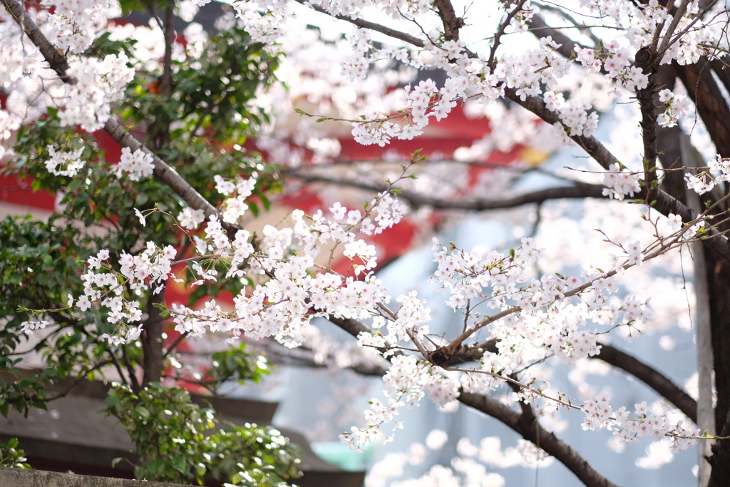 花開く