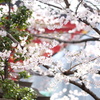 花開く
