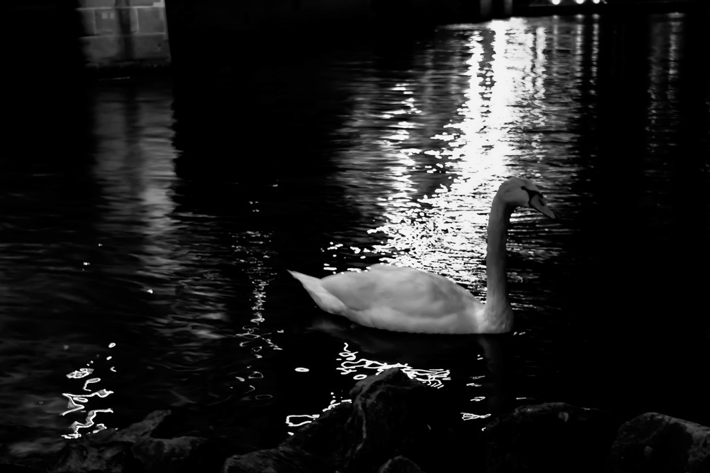 マイン川の白鳥