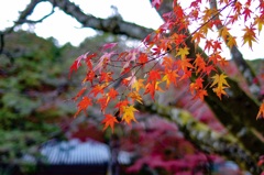 恋しい日本の風情