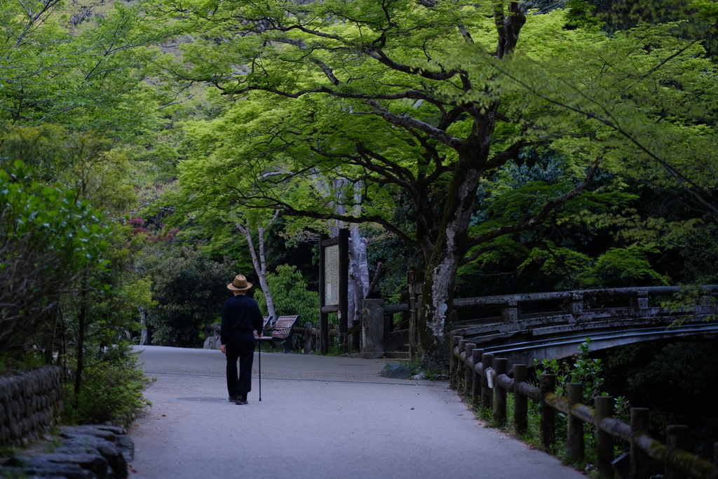 いつもの散歩道