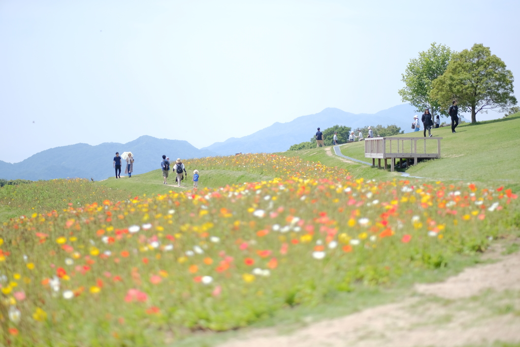 淡路島 花さじき