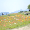 淡路島 花さじき