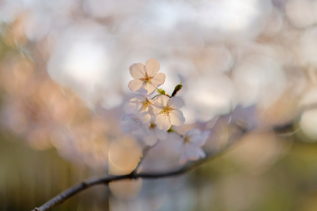 朝桜