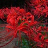 彼岸花