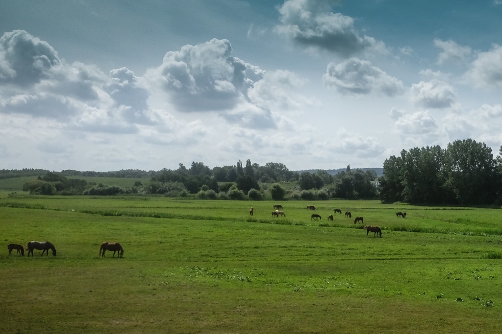 馬のいる風景