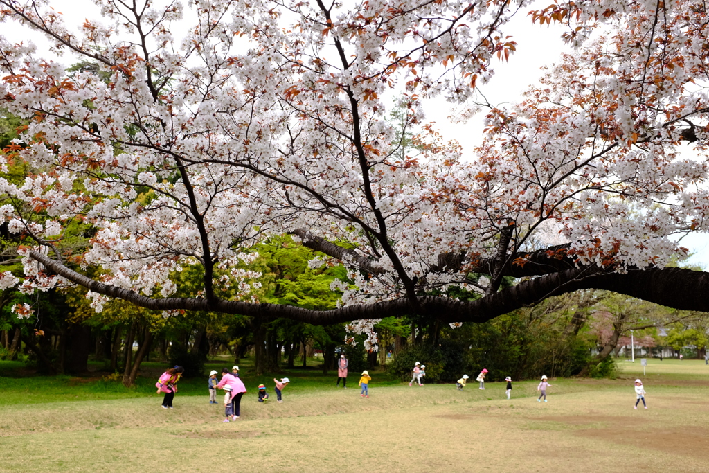 桜と歓声。