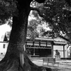 六郷神社の御神木。