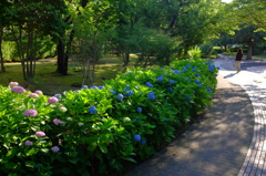 通勤時間の朝陽と紫陽花。