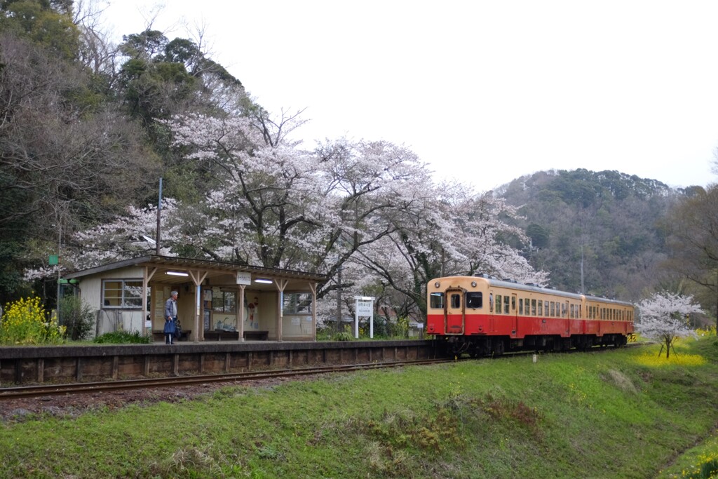 上総の桜。