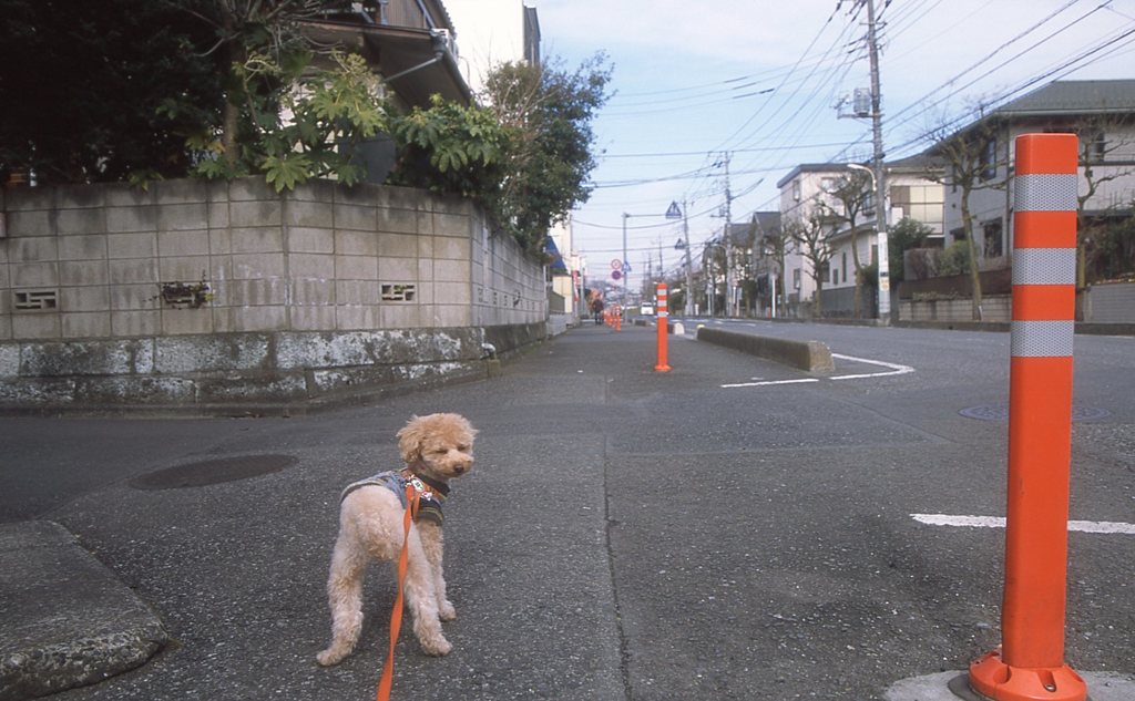 また写真？ (=_=)