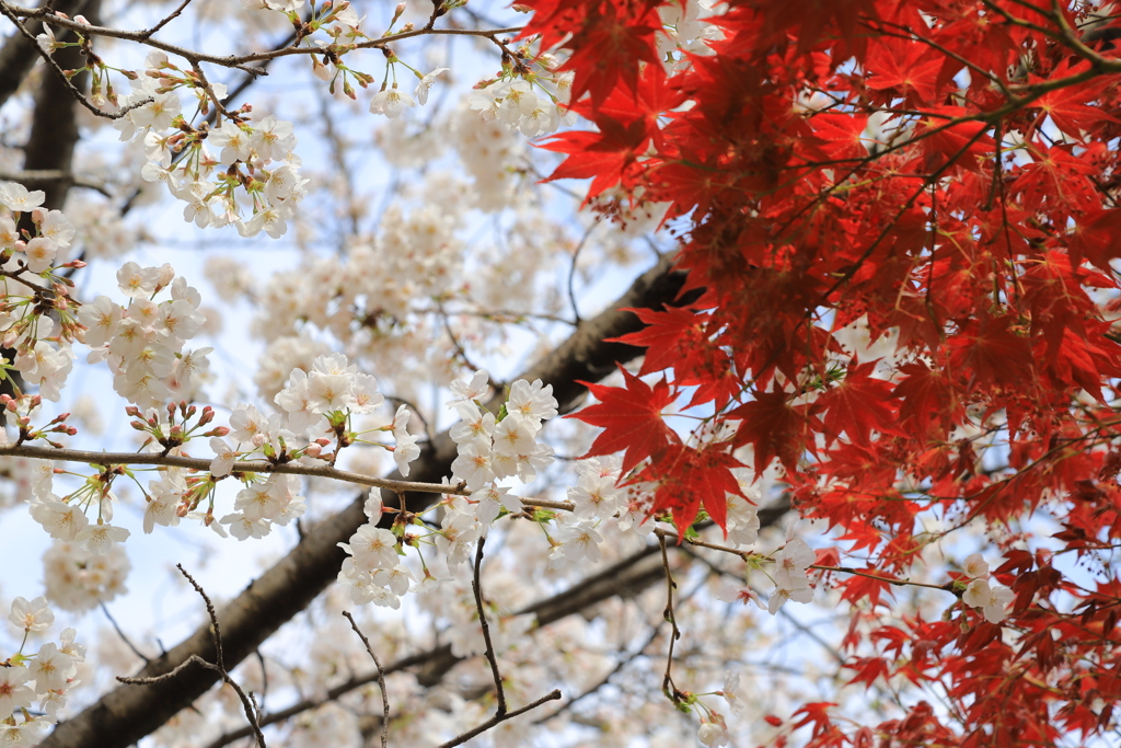 紅白