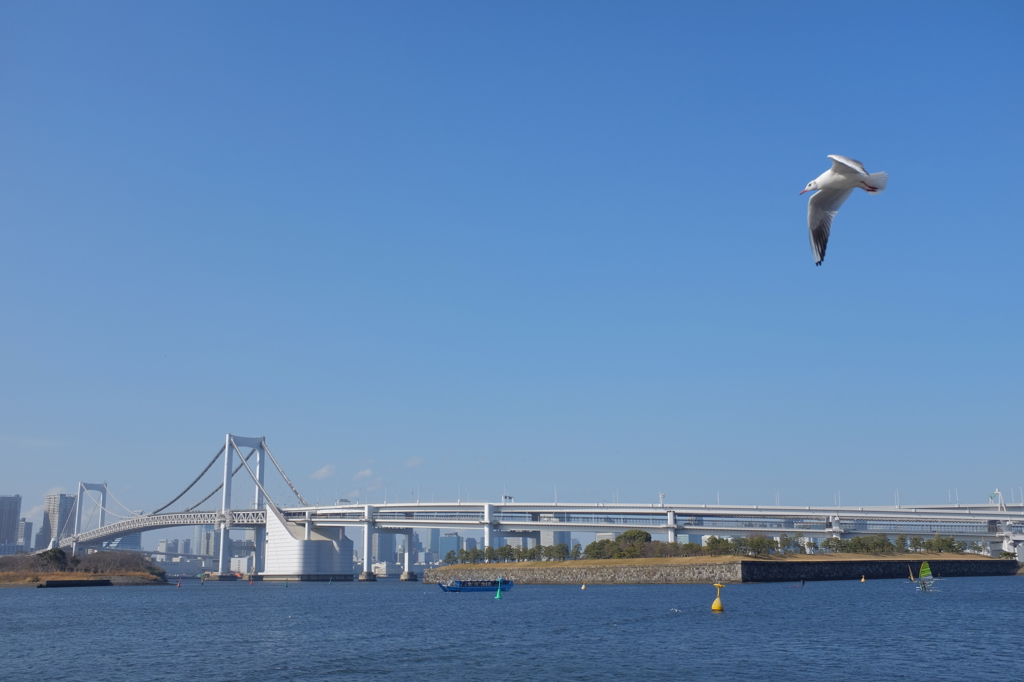 海鳥とレインボーブリッジ
