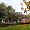 トトロの駅。