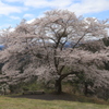 八德の一本桜。