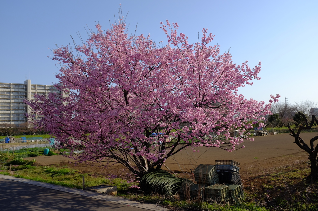 満開！ 川津桜。