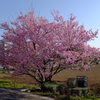 満開！ 川津桜。