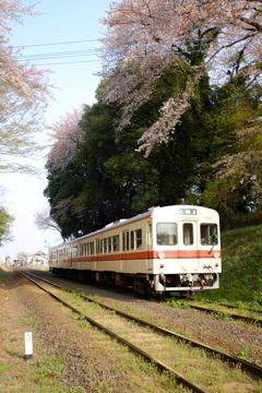 常総の春。