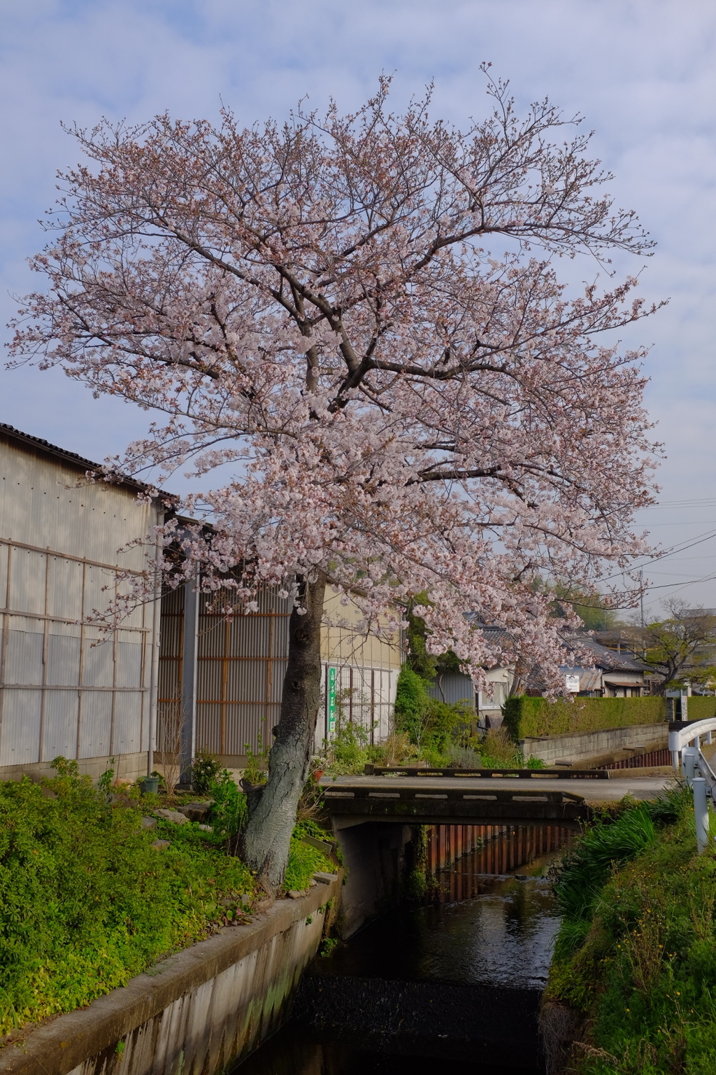 市井のさくら、大府市。