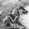 遠い記憶に、愛犬クロ。