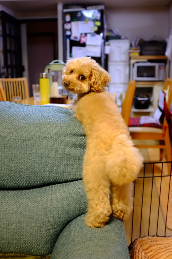 呼んだ？