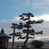 おこり落としの宮 の松。
